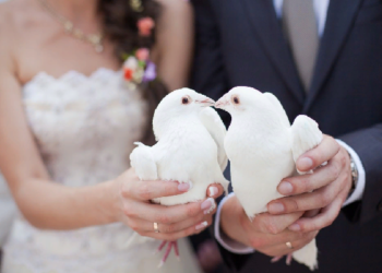 Надо ли выпускать голубей на свадьбе