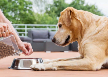 Выбираем правильный корм для собак и советы