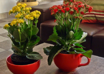 Достоинства и критерии выбора каланхоэ для дома