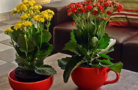 Достоинства и критерии выбора каланхоэ для дома