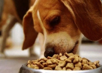 Советы по выбору лечебного корма для собак и виды