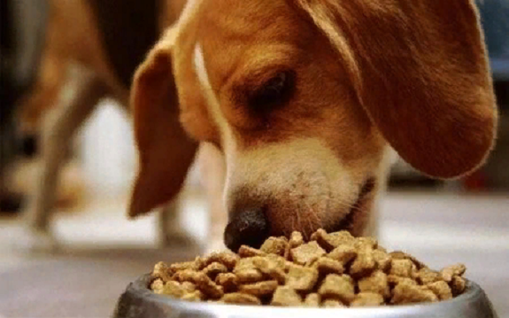 Советы по выбору лечебного корма для собак и виды