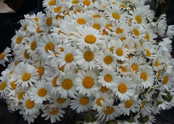 Как создать букет из ромашек и интересные идеи