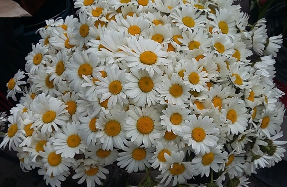 Как создать букет из ромашек и интересные идеи