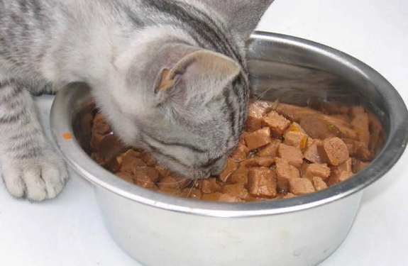 Достоинства и выбор лечебного корма для кошек