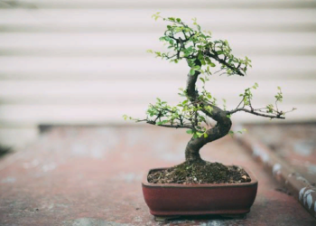 Особенности ухода за деревом Бонсай и правила его выращивания