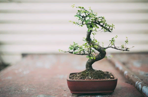 Особенности ухода за деревом Бонсай и правила его выращивания