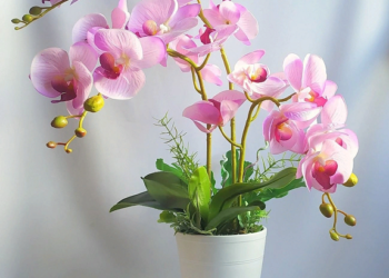 Как правильно ухаживать и выращивать орхидеи в горшках