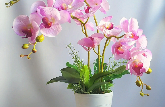 Как правильно ухаживать и выращивать орхидеи в горшках