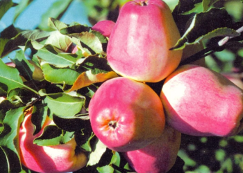 Преимущества выращивания яблони Кандиль Алматинский