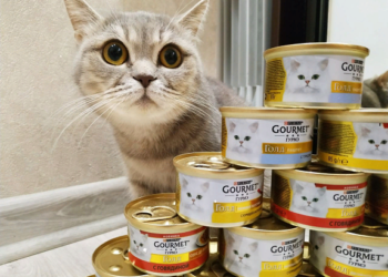 Какие консервы выбирать для кошек и рекомендации