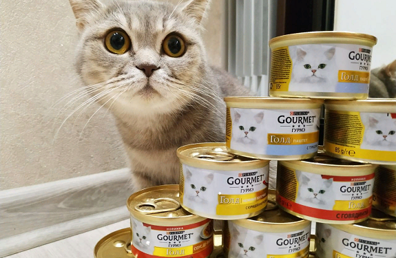 Какие консервы выбирать для кошек и рекомендации