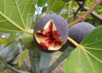 Можно ли вырастить инжир на своем дачном участке