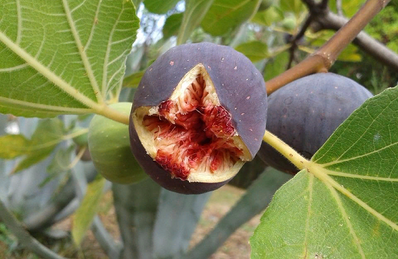 Можно ли вырастить инжир на своем дачном участке