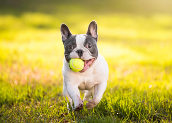 Описание породы собаки французский бульдог и его свойства