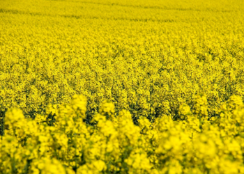 Особливості та правила вирощування озимого ріпаку