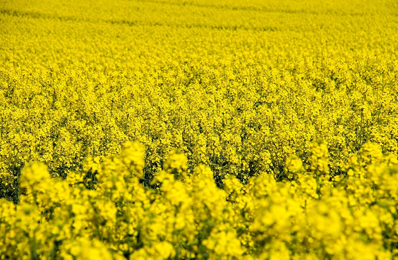 Особливості та правила вирощування озимого ріпаку