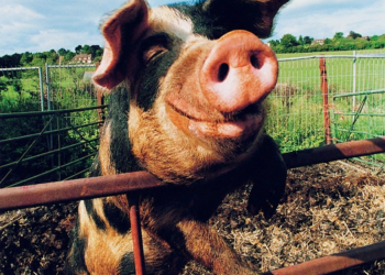 Експорт тваринництва з України до Європи: що потрібно знати