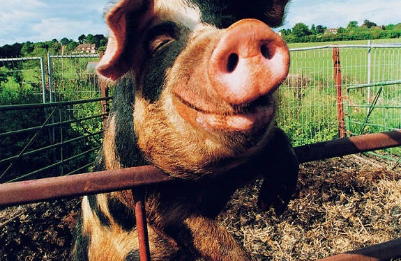 Експорт тваринництва з України до Європи: що потрібно знати