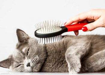 Как выбирать качественные средства ухода и гигиены для котов