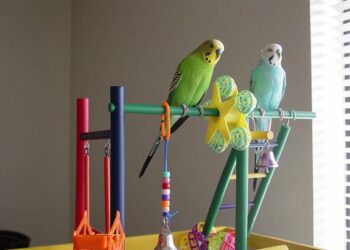 Вибір іграшок для папуги: ключ до щасливого птаха