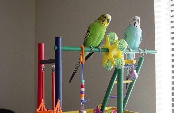 Вибір іграшок для папуги: ключ до щасливого птаха