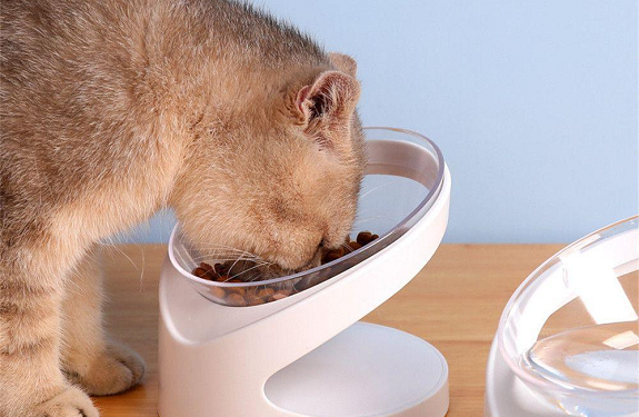 Эргономичные миски для котов: забота о комфорте и здоровье вашего питомца