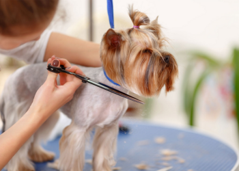 Особливості грумінгу породистих собак