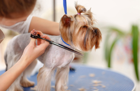 Особливості грумінгу породистих собак