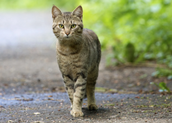 Кастрация котов: что нужно знать, правила и требования