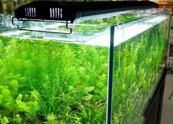 Освітлення в акваріумі: важливі аспекти для здоров’я риб та рослин