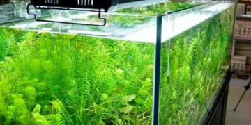 Освітлення в акваріумі: важливі аспекти для здоров’я риб та рослин