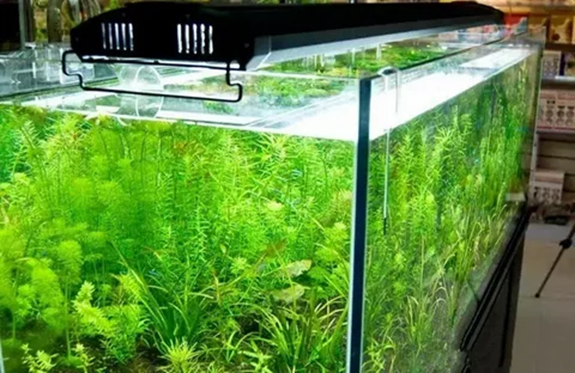 Освітлення в акваріумі: важливі аспекти для здоров’я риб та рослин