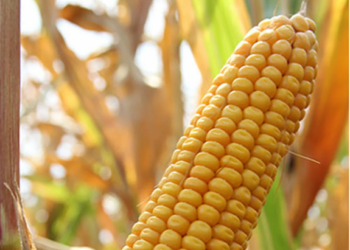 Насіння кукурудзи: різновиди, особливості та вибір