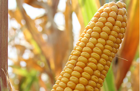 Насіння кукурудзи: різновиди, особливості та вибір