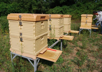 Современные комплектующие для ульев: виды и особенности