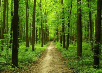 Майбутнє лісів: інновації в лісівництві та збереженні