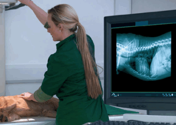 Рентгенологія тварин: правила, особливості та поради