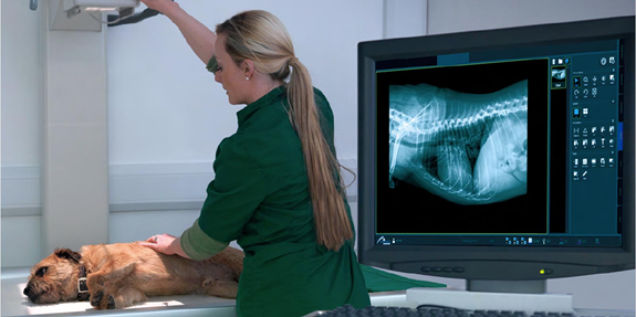 Рентгенологія тварин: правила, особливості та поради