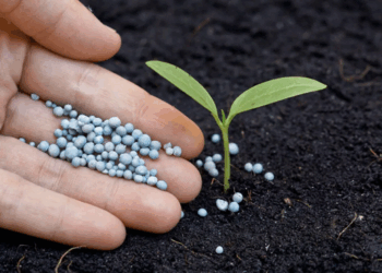 Как выбрать эффективный препарат для роста растений