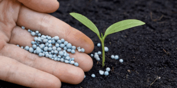 Как выбрать эффективный препарат для роста растений