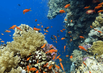 Marsa Alam: Willkommen in der Vielfalt der Unterwasserwelt