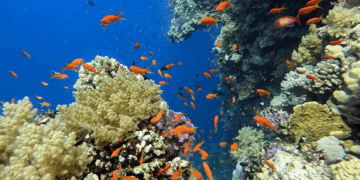 Marsa Alam: Willkommen in der Vielfalt der Unterwasserwelt