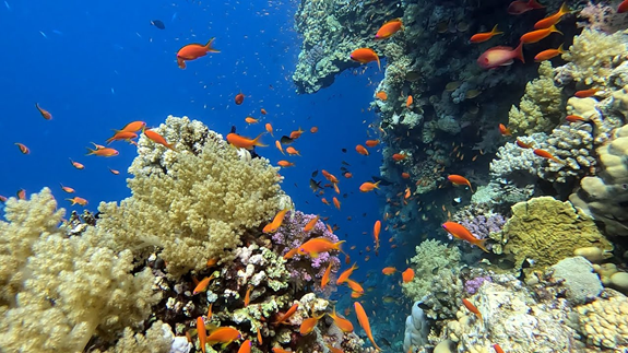 Marsa Alam: Willkommen in der Vielfalt der Unterwasserwelt